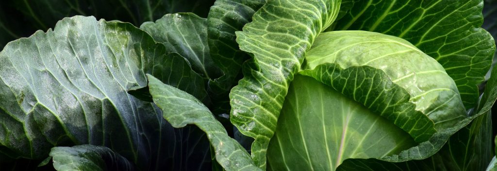 If you are looking for something to grow in cool, moist conditions, cabbage is your answer. As a member of the brassica family...